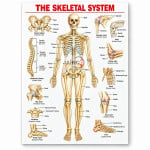 Human Skeleton